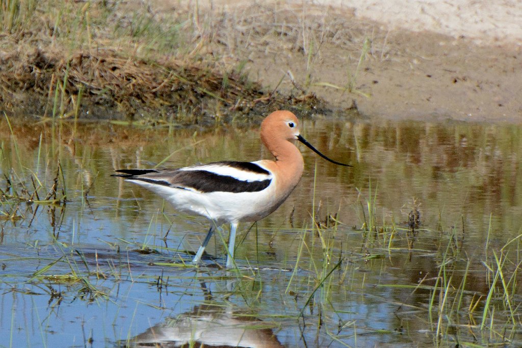 Avocet, American, 2015-06039337 Monte Vissta NWR, CO.JPG - American Avocet. Monte Vista National Wildlife Refuge, CO, 6-3-2015